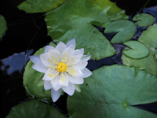 Beautiful Water Lily on Calm Waters.