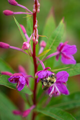 Busy Bee on Fireweed
