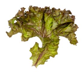Red coral fresh lettuce leaves isolated