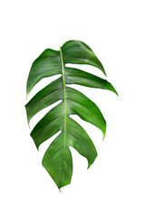 Green leaves pattern,leaf monstera isolated