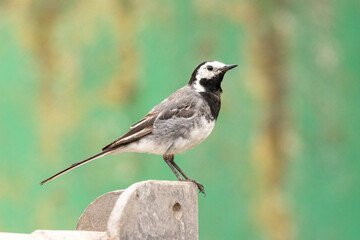 Bachstelze (Motacilla alba)