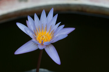lotus flower zen growth peace purple reflection ornamental perfect photography relax relaxation selective focus serenity spa serenity vibrant warmth vibrant color
pronounced color