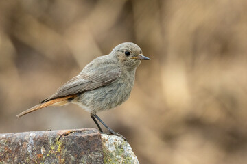 Hausrotschwanz  (Phoenicurus ochruros)