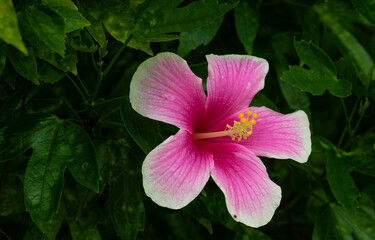 bright hibiscus, growth, hibiscus flower, purple, reflection, relax, frog, horizontal, japan, japanese, meditation, nobody, ornamental plant, perfect, photography, relaxation, relaxing, selective focu