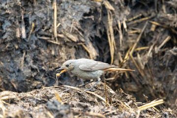 Hausrotschwanz  (Phoenicurus ochruros)