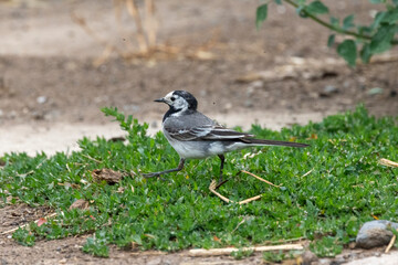 Bachstelze (Motacilla alba)