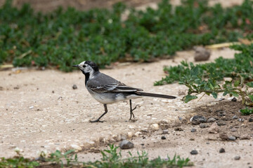 Bachstelze (Motacilla alba)