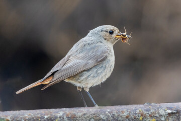 Hausrotschwanz  (Phoenicurus ochruros)