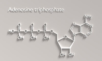 Adenosine triphosphate or ATP molecule, is intracellular energy transfer and required in the synthesis of RNA. Structural chemical formula 3D render.