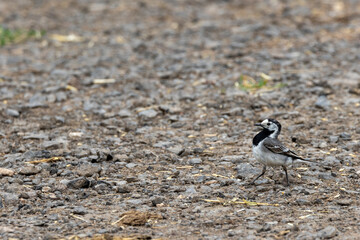Bachstelze (Motacilla alba)