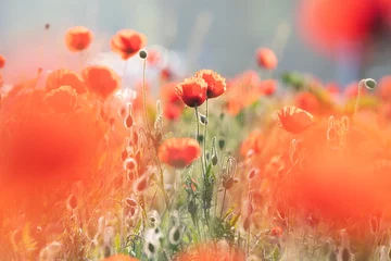 Zelfklevend Fotobehang poppy flowers in the field © scott