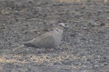 Türkentaube (Streptopelia decaocto) 