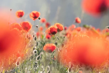 Deurstickers poppy in the field © scott