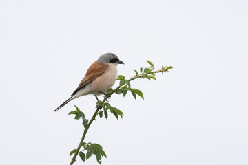 Neuntöter (Laius collurio) oder Rotrückenwürger
