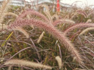 Purple fountain grass is aptly named for the arcing spikes of nodding purplish flowers that gracefully spray out of its mass of long, slender, burgundy colored leaves.