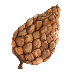 Pine cone