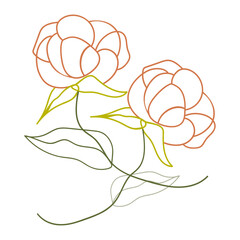 Rose flower illustration