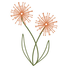 Tampopo flower illustration