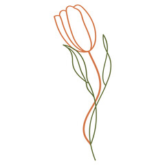 Tulip flower illustration