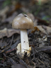 Rotbrauner oder Fuchsiger Streifling (Amanita fulva)