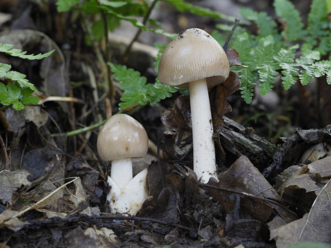 Rotbrauner oder Fuchsiger Streifling (Amanita fulva)