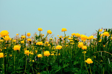 a lot of yellow wildflowers against the blue sky. High quality photo