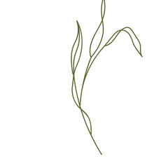 Plant leaves illustration