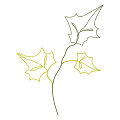 Plant leaves illustration