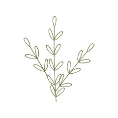 Plant leaves illustration