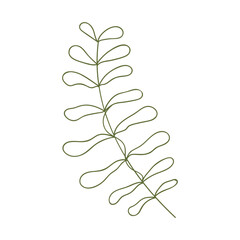 Plant leaves illustration