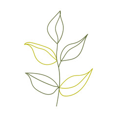 Plant leaves illustration