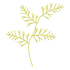 Plant leaves illustration