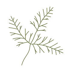 Plant leaves illustration