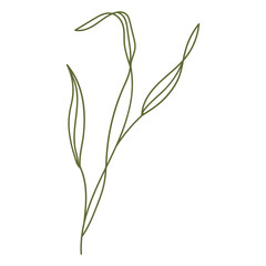 Plant leaves illustration