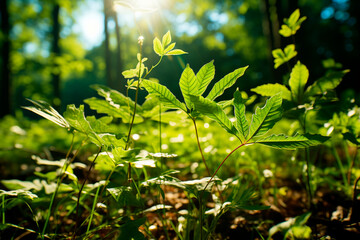 Obraz premium forest and river in the sun