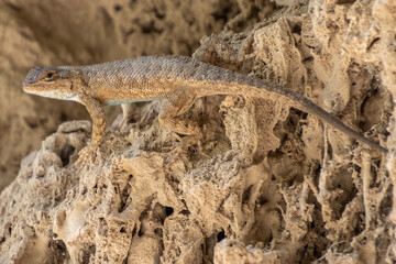 Lizard soaking up the sun on a rock.
