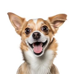 chihuahua isolated on transparent background cutout