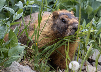 Marmot eating