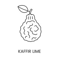 Citrus fruit Kaffir lime or kombava or makrut, line icon in vector to indicate on food packaging about the presence of this allergen.