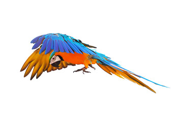 Obraz premium Colorful flying parrot isolated on transparent background png file