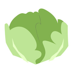 Cabbage flat illustration