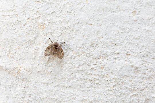 Clogmia albipunctata. Moisture fly. Psychodidae.