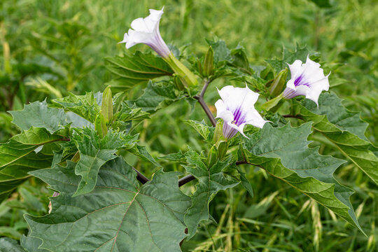 Datura stramonium. Plant with Jimson Weed flowers.