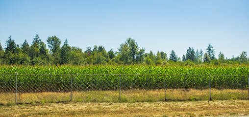 A green field of corn growing up besides road. Green planting field of corn farm with fence