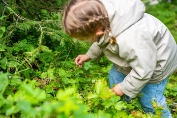 Naklejka premium Little girl in forest of Alps picking wild strawberries at the morning in summer day