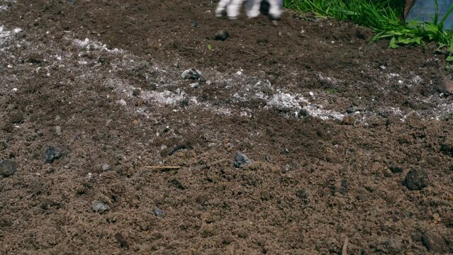 Hands in gloves mix vegetable garden soil with dolomite flour, close-up