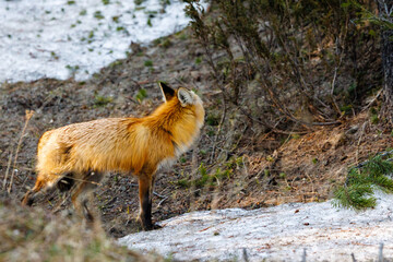 Red fox (Vulpes vulpes) looking backwards and standing near a patch of snow in Yellowstone National Park during spring.

