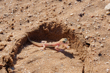 Close-up photo of a small colorful lizard Sand Gecko also known as Namib web-footed gecko (Pachydactylus rangei) on the sand in the Namib Desert, Namibia