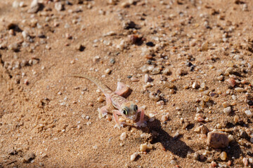 Small colorful lizard Sand Gecko also known as Namib web-footed gecko (Pachydactylus rangei) on the sand in the Namib Desert, Namibia