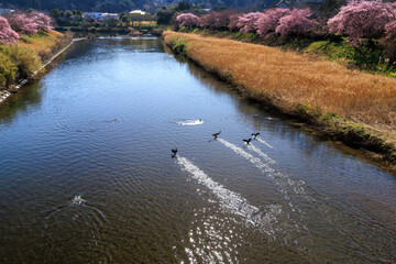 水面を滑走する格好良いカワウの群れ　
静岡県賀茂郡下賀茂、みなみの桜と菜の花まつり
